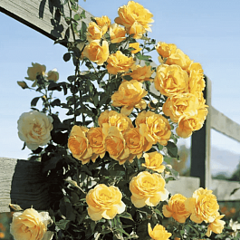 Роза Плетистая Morgensonne