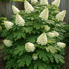 Гортензия дуболистная