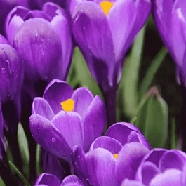 Крокус крупноцветковый Remembrance