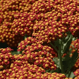 Тысячелистник обыкновенный Walther Funcke