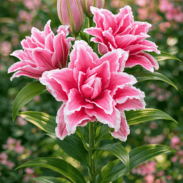 Лилия Roselily Bianca