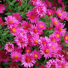 Астра ново-английская Andenken An Alma Poetschke