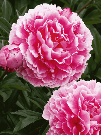 Пион Молочноцветковый Wilhelmina