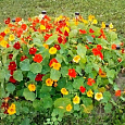 Настурция (Капуцин) обыкновенная Тутти-Фрутти Настурция (Капуцин) обыкновенная Тутти-Фрутти