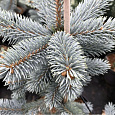 Ель колючая Роял Блю Ель колючая Роял Блю