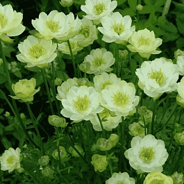 Купальница гибридная Cheddar