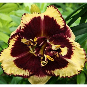 Лилейник гибридный Тайгер Блад НАБОР 2ШТ (1+1)