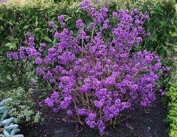 Красивоплодник Бодиньера Profusion