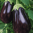 Баклажан Черный красавец