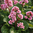 Бадан сердцелистный Winterglut