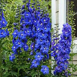 Дельфиниум высокий Гвардиан Блю