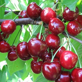 Черешня Теремошка