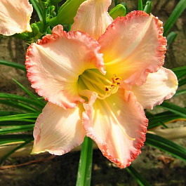 Лилейник гибридный Фростид Винтаж Раффлз