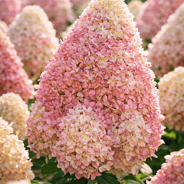 Гортензия метельчатая Living Summer Love