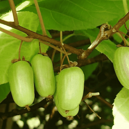 Актинидия коломикта Находка