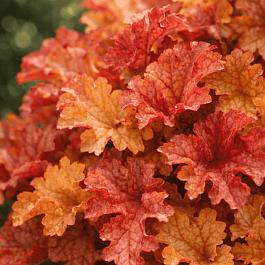 Гейхера Ginger Peach