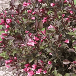Вейгела цветущая Tango