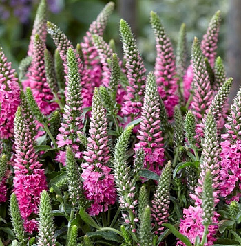 Вероника колосковая Анниверсари Нью Роуз