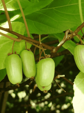 Актинидия коломикта Находка