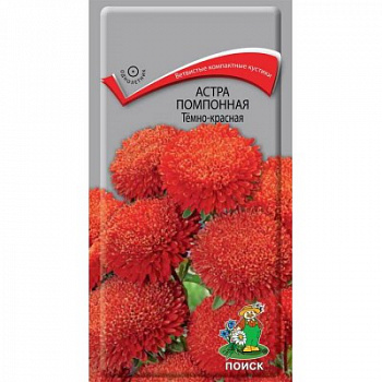 Астра помпонная Темно-красная