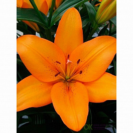 Лилия ЛА-гибрид Сандерленд