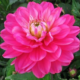 Георгина Декоративная Мелоди Пинк Аллегро