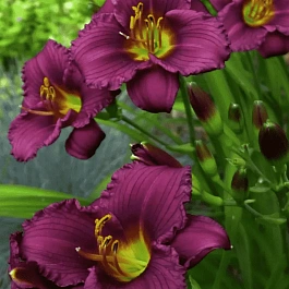 Лилейник Little Grapette