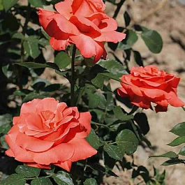 Роза чайно-гибридная Ave Maria