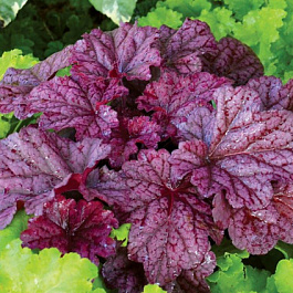 Гейхера гибридная Берри Смузи