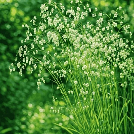 Бриза средняя