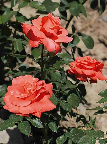 Роза чайно-гибридная Ave Maria