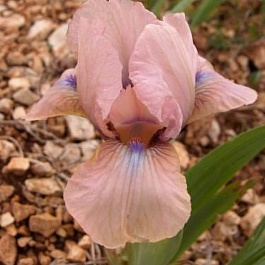 Ирис карликовый Волтс