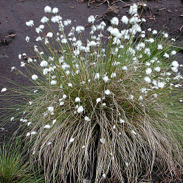 Пушица узколистная