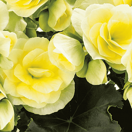 Бегония Fragrant Falls Lemon