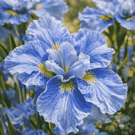 Ирис сибирский Mission Bay