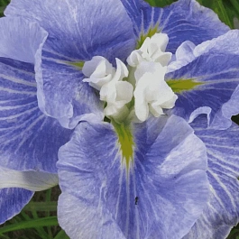 Ирис мечевидный Sugar Dome