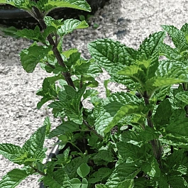 Мята Красная Смородина