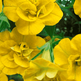 Калибрахоа махровая M.F. Neo Double Yellow