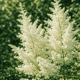 Астильба китайская Visions in White