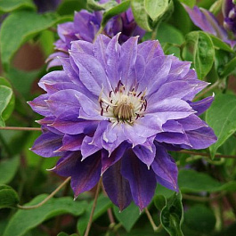 Клематис крупноцветковый Тешио