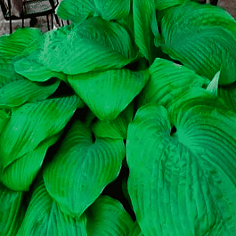 Хоста Jurassic Park