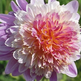 Георгина Lambada