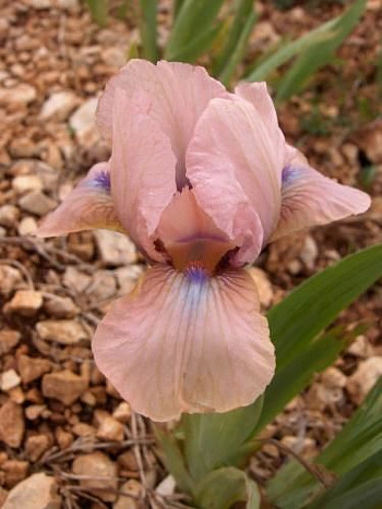 Ирис карликовый Волтс