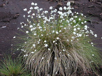 Пушица узколистная