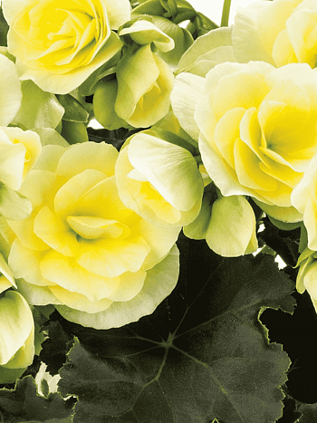 Бегония Fragrant Falls Lemon