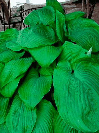 Хоста Jurassic Park