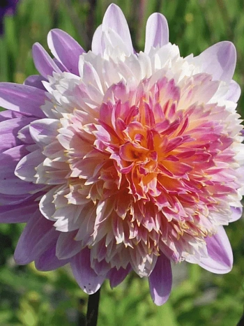 Георгина Lambada