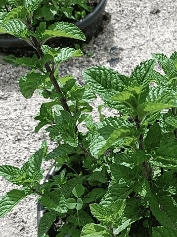 Мята Красная Смородина