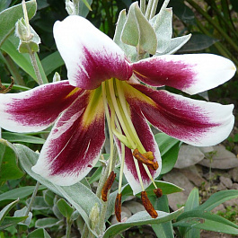 Лилия ОТ-гибрид Мисс Лили