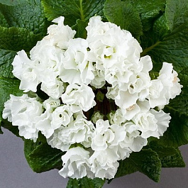 Примула махровая Розелла Вайт